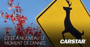 Ne Laissez Pas Un Accident Li Un Cerf Trouer Votre Portefeuille